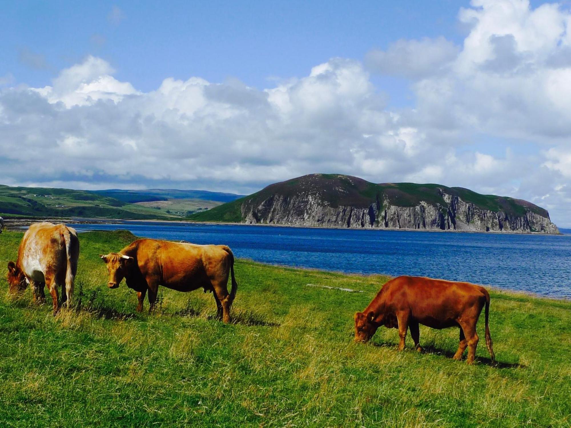 Rural Farmhouse On Kintyre, West Coast Hidden Gem Kildalloig Ngoại thất bức ảnh